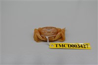 藏品(拉氏清溪蟹)的圖片
